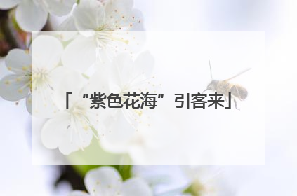 “紫色花海”引客来