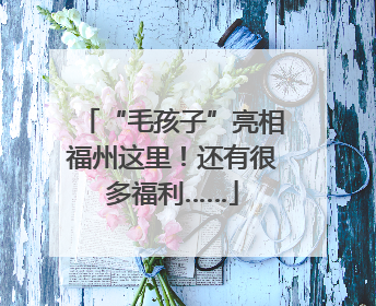 “毛孩子”亮相福州这里！还有很多福利……
