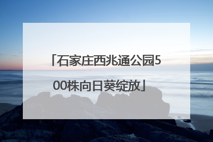 石家庄西兆通公园500株向日葵绽放