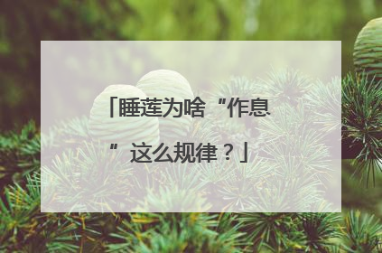 睡莲为啥“作息”这么规律？