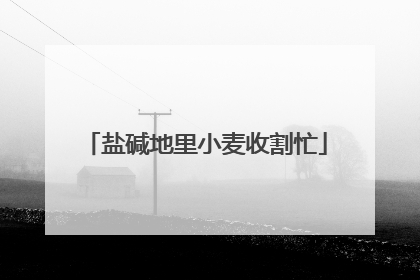 盐碱地里小麦收割忙
