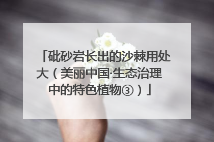 砒砂岩长出的沙棘用处大（美丽中国·生态治理中的特色植物③）