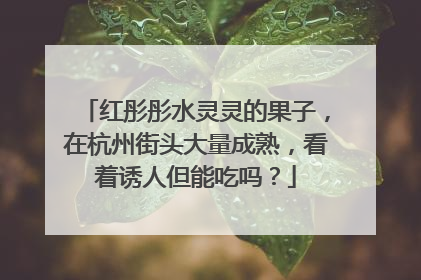 红彤彤水灵灵的果子，在杭州街头大量成熟，看着诱人但能吃吗？
