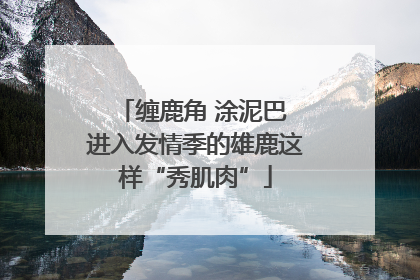 缠鹿角 涂泥巴 进入发情季的雄鹿这样“秀肌肉”