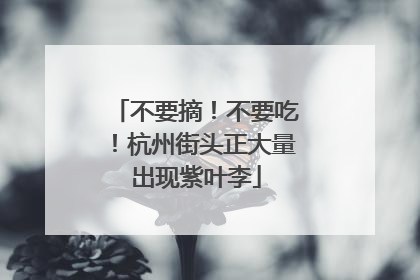 不要摘！不要吃！杭州街头正大量出现紫叶李
