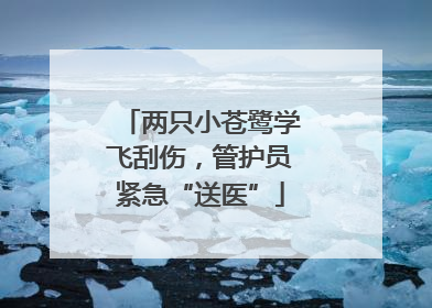 两只小苍鹭学飞刮伤，管护员紧急“送医”