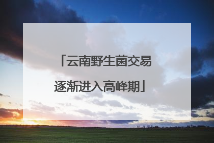 云南野生菌交易逐渐进入高峰期