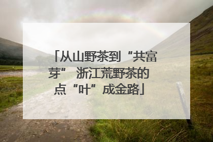 从山野茶到“共富芽” 浙江荒野茶的点“叶”成金路