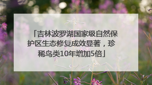 吉林波罗湖国家级自然保护区生态修复成效显著，珍稀鸟类10年增加5倍