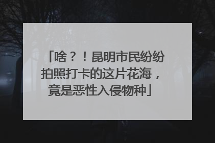 啥？！昆明市民纷纷拍照打卡的这片花海，竟是恶性入侵物种