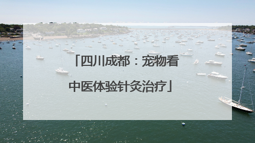 四川成都：宠物看中医体验针灸治疗