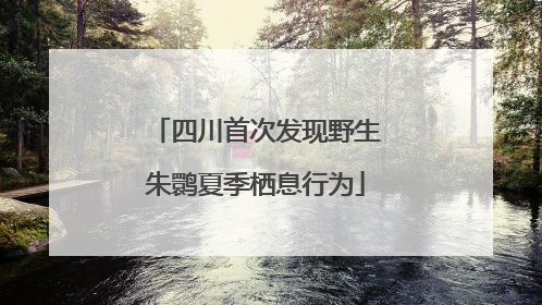 四川首次发现野生朱鹮夏季栖息行为