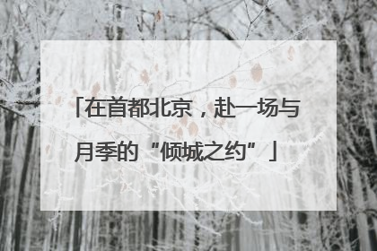 在首都北京，赴一场与月季的“倾城之约”