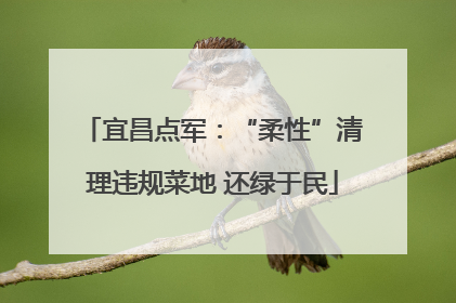 宜昌点军：“柔性”清理违规菜地 还绿于民