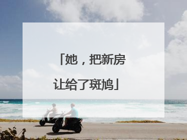 她，把新房让给了斑鸠