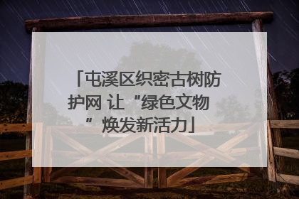 屯溪区织密古树防护网 让“绿色文物”焕发新活力