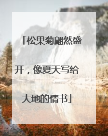 松果菊翩然盛开，像夏天写给大地的情书