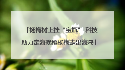 杨梅树上挂“宝瓶” 科技助力定海晚稻杨梅走出海岛