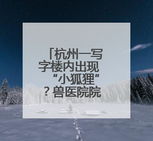 杭州一写字楼内出现“小狐狸”？兽医院院长：普通的宠物小狗，像狐狸犬