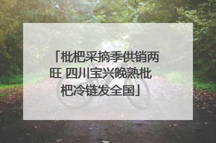 枇杷采摘季供销两旺 四川宝兴晚熟枇杷冷链发全国