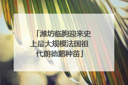 潍坊临朐迎来史上最大规模法国祖代朗德鹅种苗