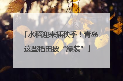 水稻迎来插秧季！青岛这些稻田披“绿装”