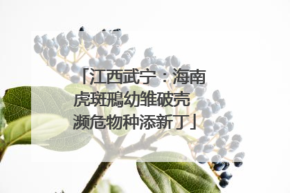 江西武宁：海南虎斑鳽幼雏破壳 濒危物种添新丁