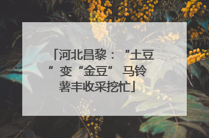 河北昌黎：“土豆”变“金豆” 马铃薯丰收采挖忙