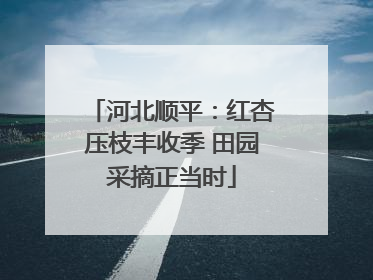 河北顺平：红杏压枝丰收季 田园采摘正当时