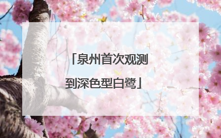 泉州首次观测到深色型白鹭