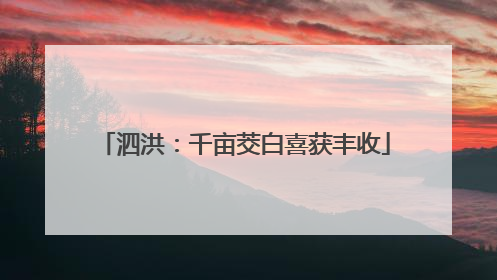 泗洪：千亩茭白喜获丰收