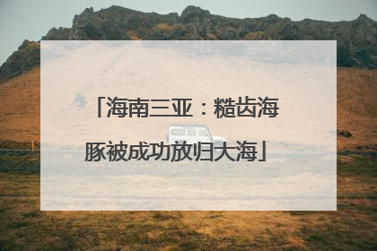 海南三亚：糙齿海豚被成功放归大海