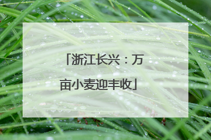 浙江长兴：万亩小麦迎丰收