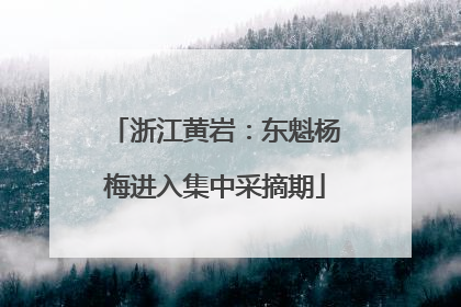 浙江黄岩：东魁杨梅进入集中采摘期