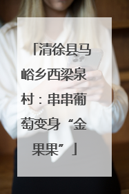 清徐县马峪乡西梁泉村：串串葡萄变身“金果果”