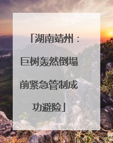 湖南靖州：巨树轰然倒塌前紧急管制成功避险