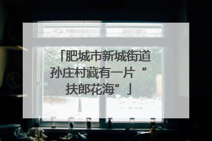 肥城市新城街道孙庄村藏有一片“扶郎花海”