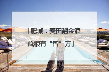 肥城：麦田翻金浪藏粮有“智”方