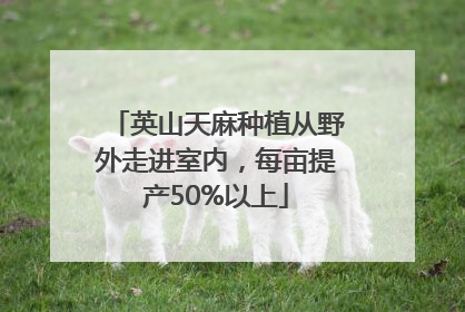英山天麻种植从野外走进室内，每亩提产50%以上