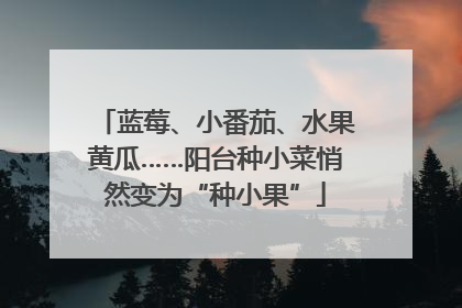 蓝莓、小番茄、水果黄瓜……阳台种小菜悄然变为“种小果”