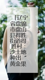 辽宁省盘锦市盘山县得胜街道得胜村：沙土地种出“黄金果”