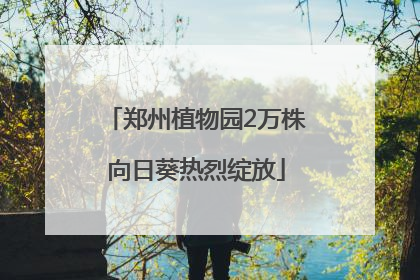 郑州植物园2万株向日葵热烈绽放