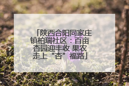 陕西合阳同家庄镇柏瑞社区：百亩杏园迎丰收 果农走上“杏”福路