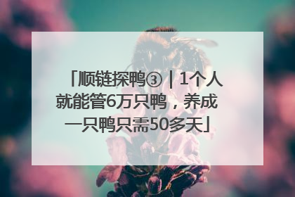 顺链探鸭③｜1个人就能管6万只鸭，养成一只鸭只需50多天