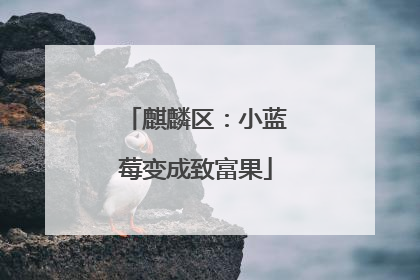 麒麟区：小蓝莓变成致富果