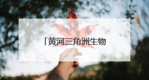 黄河三角洲生物多样性系列报道①湿地修复结硕果 大河之洲展新颜